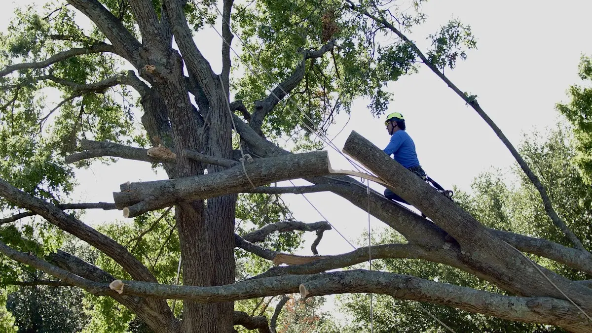 Professional Crown Thinning performed by certified arborists in Rougon
